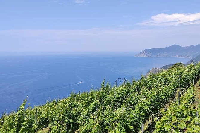 Degustazione vini e tour dei vigneti